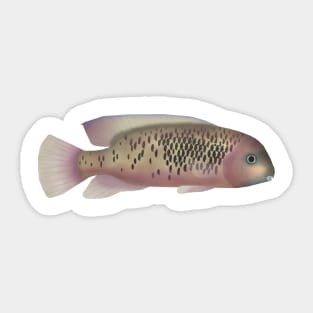 Sarabia Cichlid Sticker